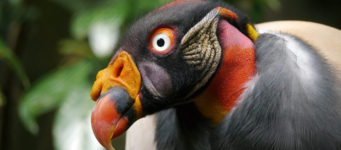 King vulture  Smithsonian's National Zoo and Conservation Biology