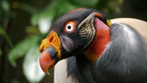 king vulture