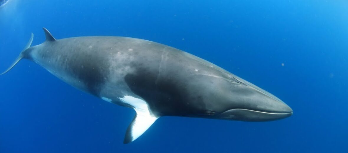 minke whale