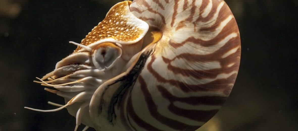 nautilus