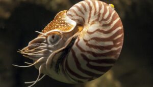 nautilus