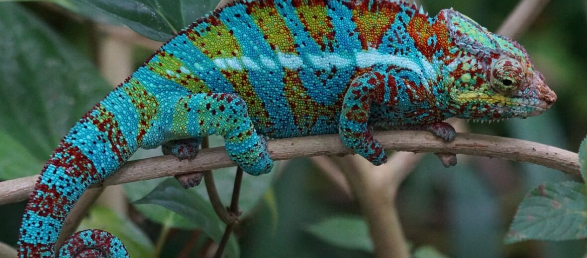 panther chameleon