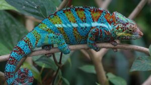 panther chameleon