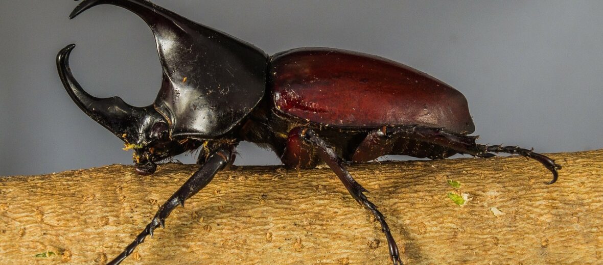 The Huge Rhinoceros Beetle | Critter Science