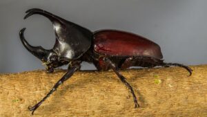 rhinoceros beetle
