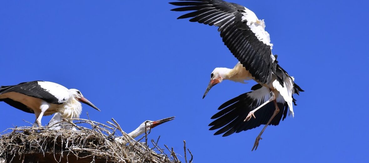 white stork