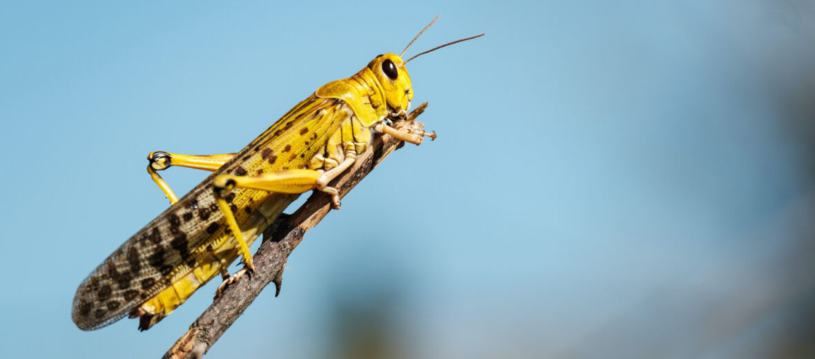 African desert locust