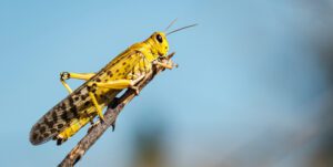 African desert locust