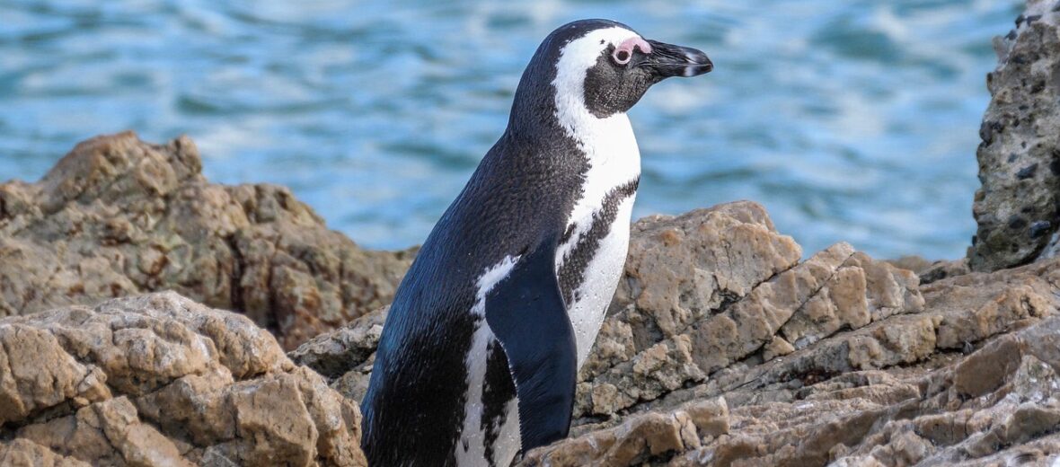 African penguin