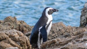 African penguin