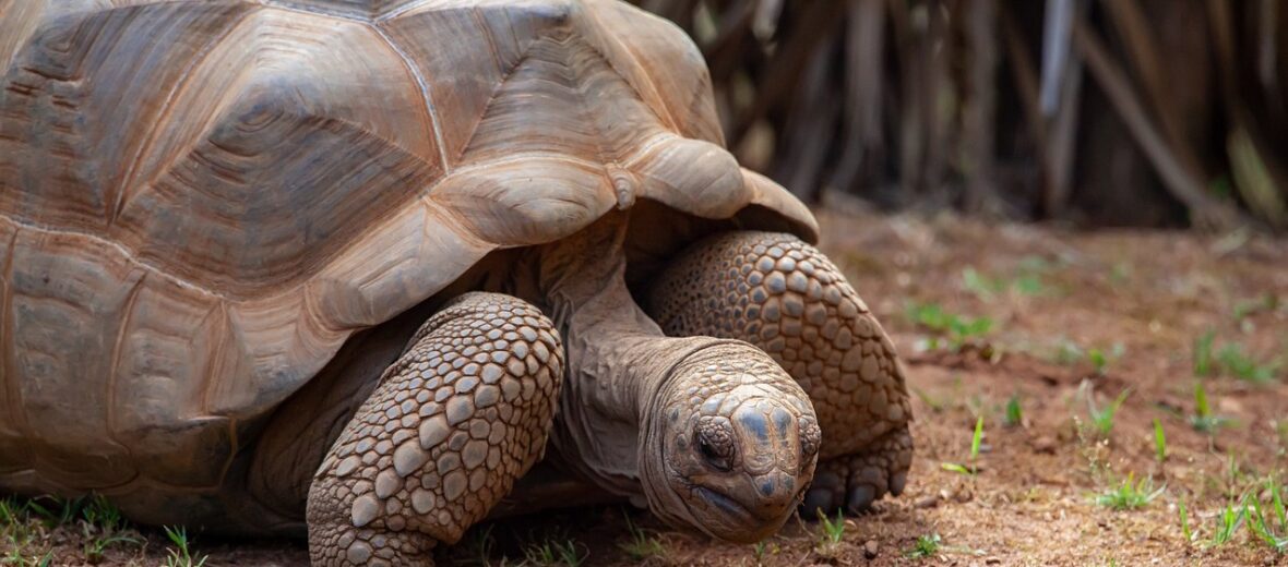 Aldabra tortoise, Critter Science
