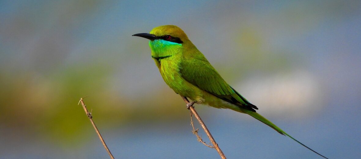 bee-eater