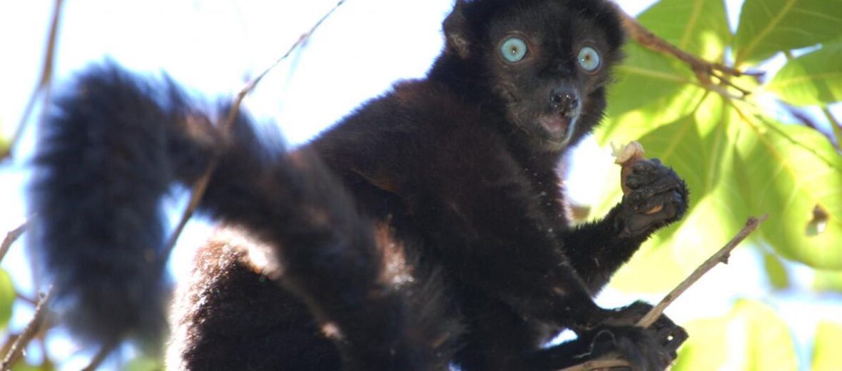 black lemur