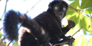 black lemur