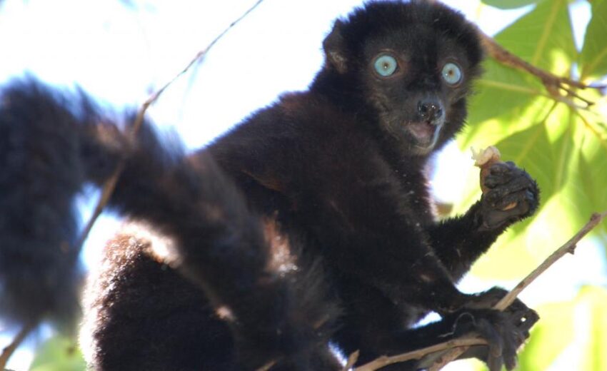 black lemur