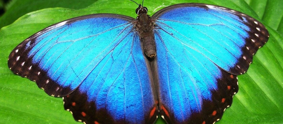 The Beautiful Blue Morpho Butterfly Critter Science