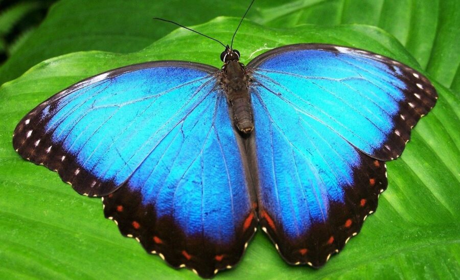 The Beautiful Blue Morpho Butterfly – Critter Science