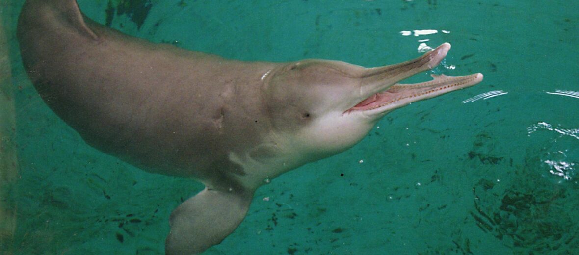 baiji river dolphin