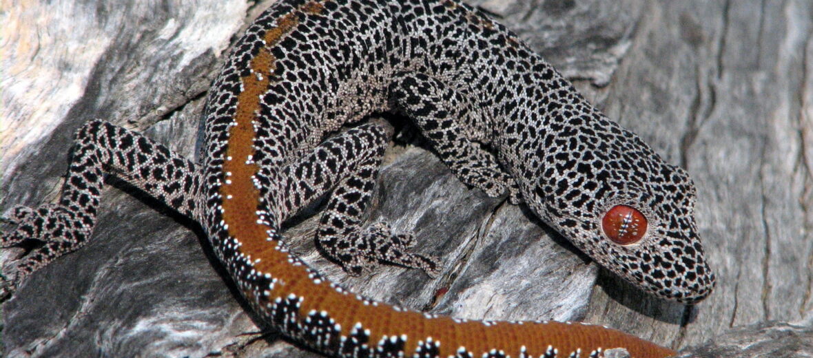 golden-tailed gecko