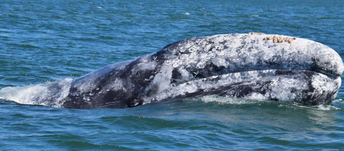 The Friendly Gray Whale | Critter Science