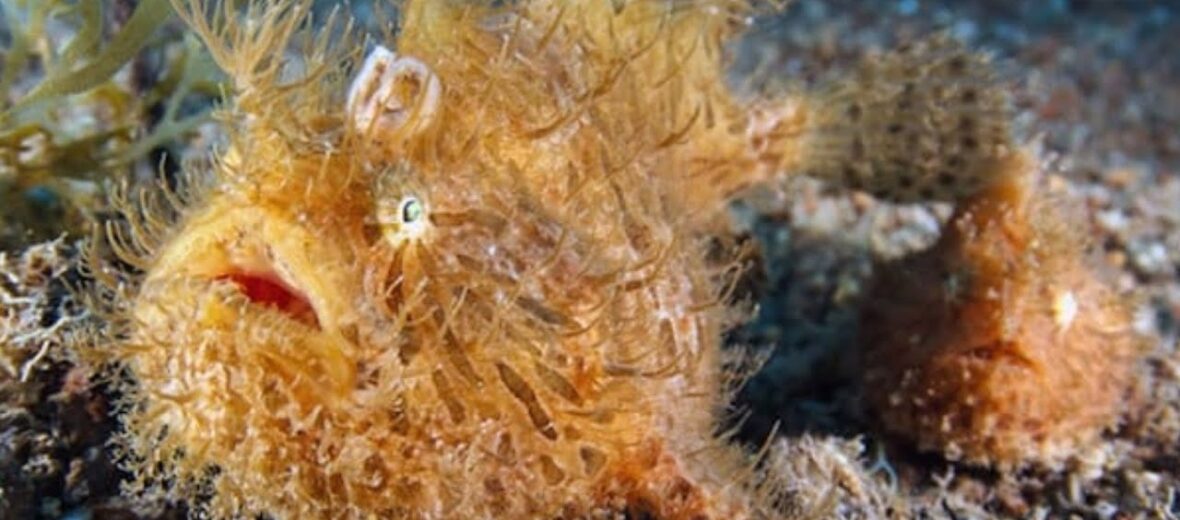 hairy frogfish, Critter Science
