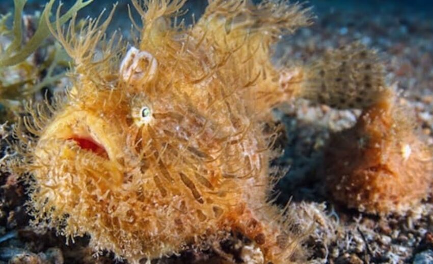 hairy frogfish