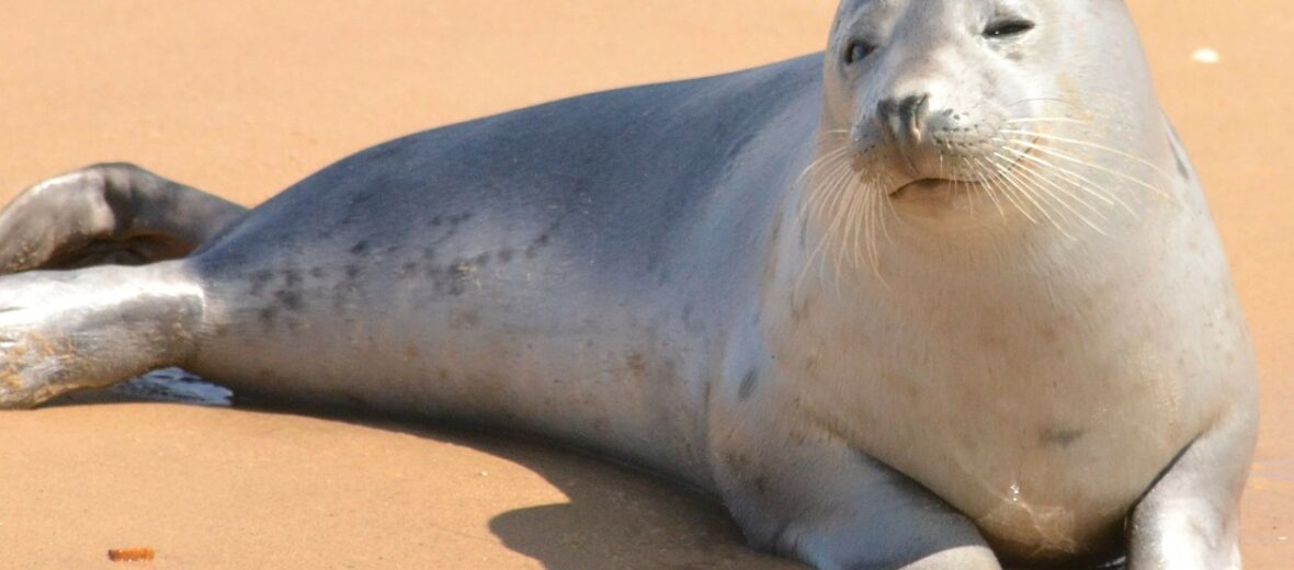 harbor seal