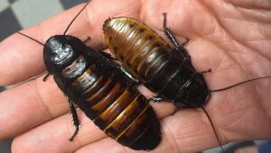 Madagascar hissing cockroach