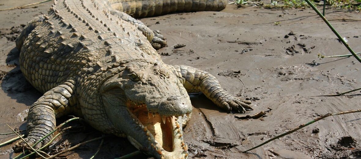 Is it right to take wild crocodile eggs? - BBC News