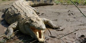 Nile crocodile