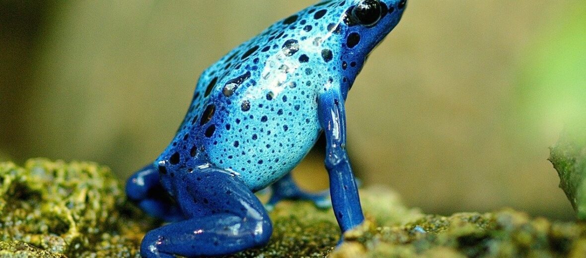 poison dart frog