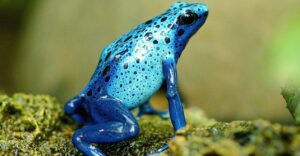poison dart frog