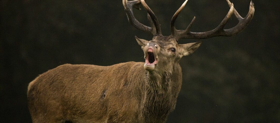 red deer