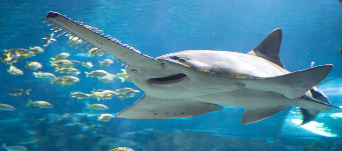 sawfish attack on human