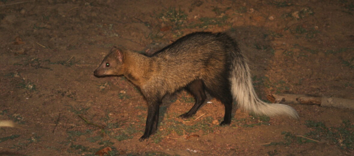 white-tailed mongoose