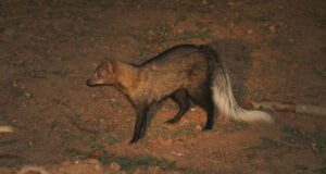 white-tailed mongoose