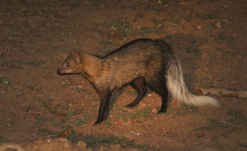 white-tailed mongoose