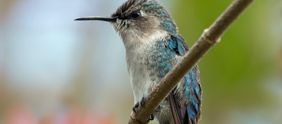 bee hummingbird