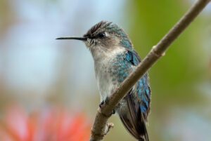 bee hummingbird