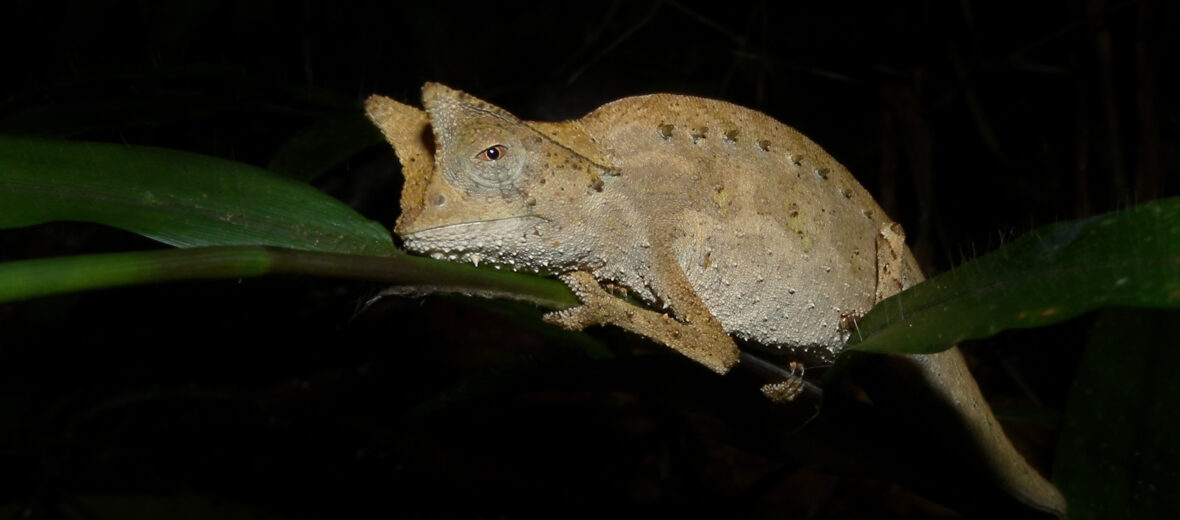 leaf chameleon