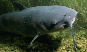 channel catfish