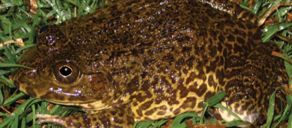 Chinese edible frog