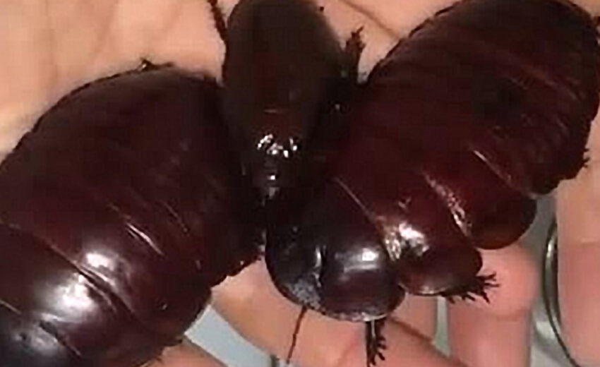giant burrowing cockroach