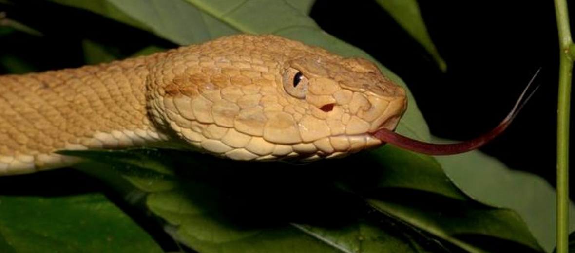 golden lancehead