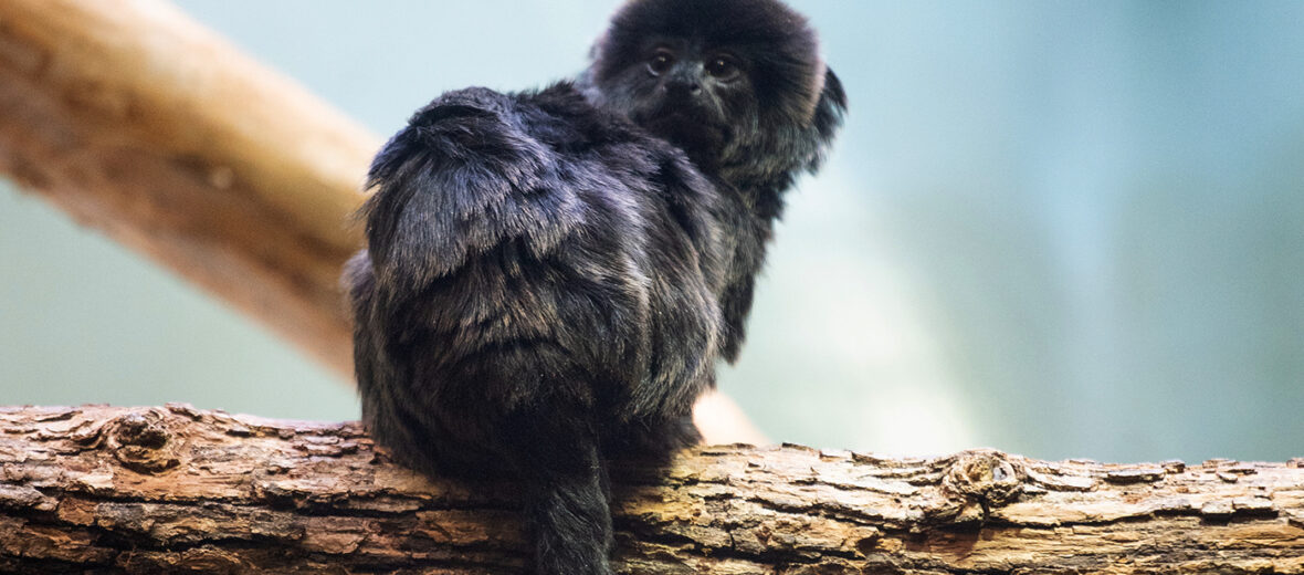 Goeldi's marmoset