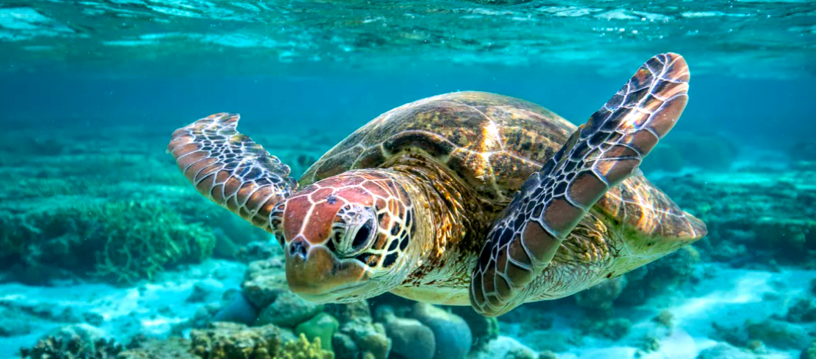 green sea turtle