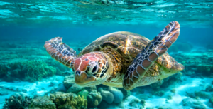 green sea turtle