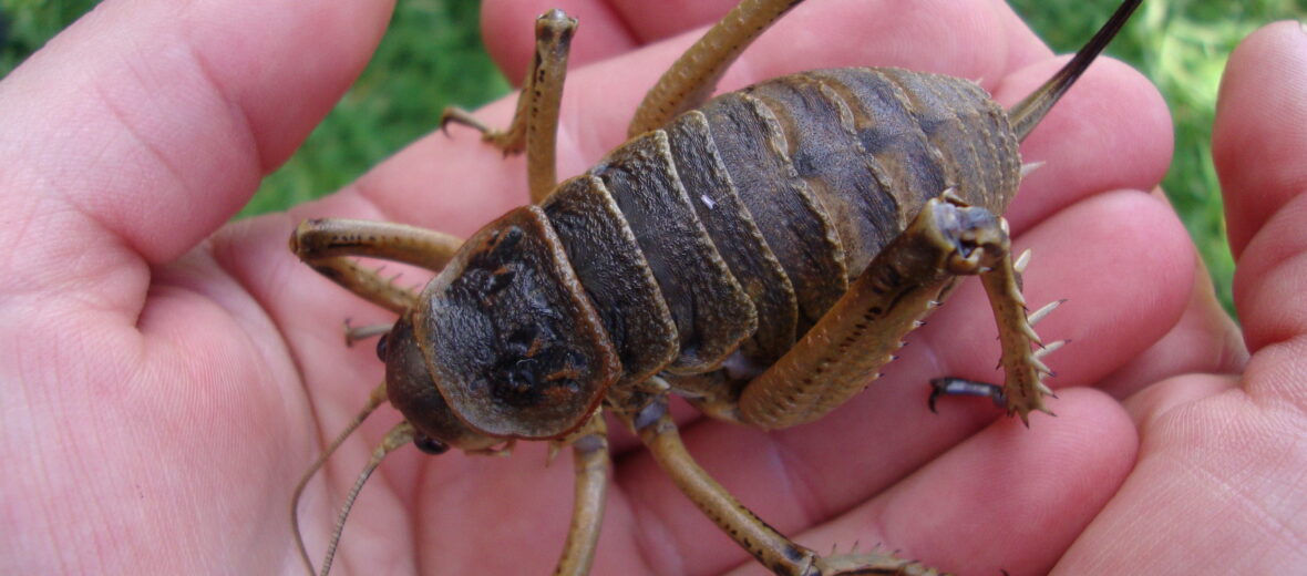 giant wētā