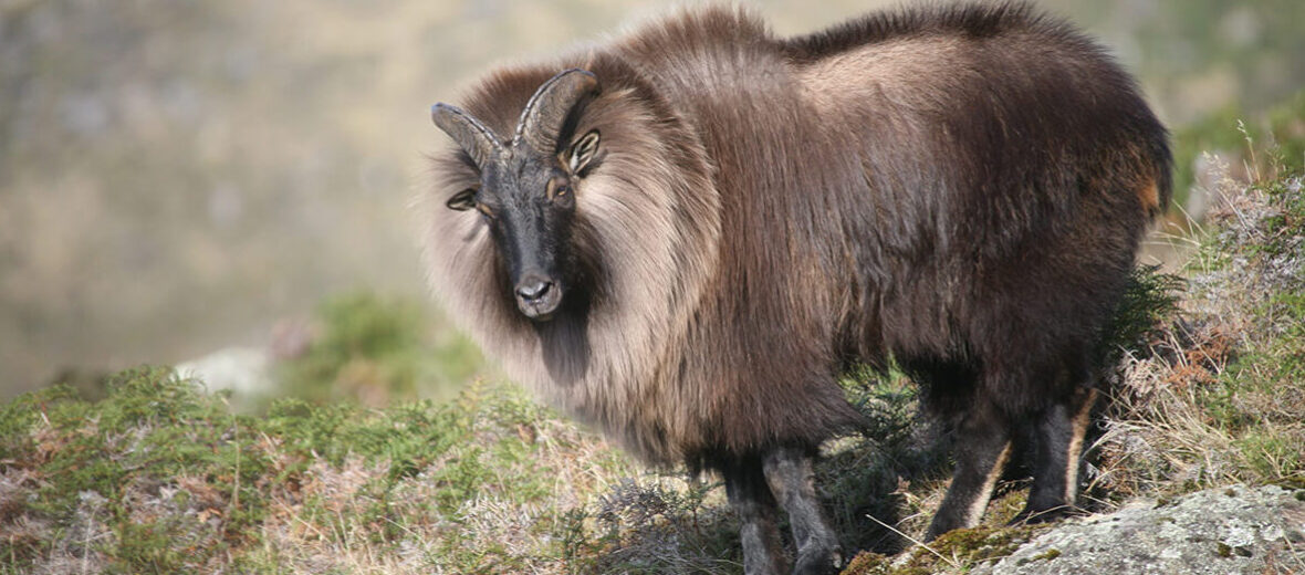 The Himalayan Tahr | Critter Science
