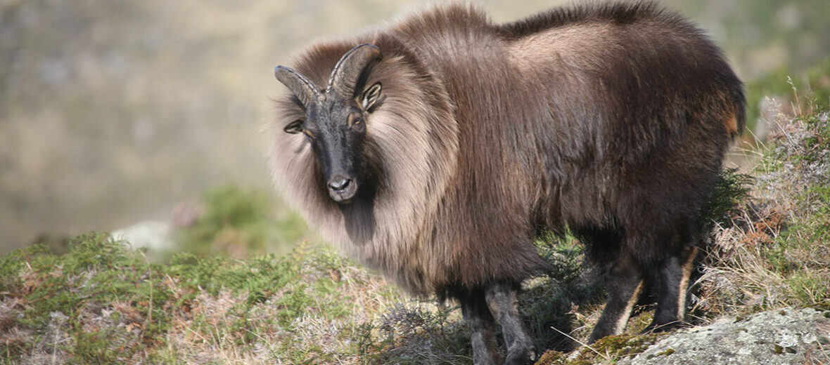 Himalayan tahr